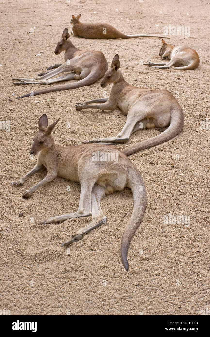 Red Kangaroo Macropus rufus resting Stock Photo