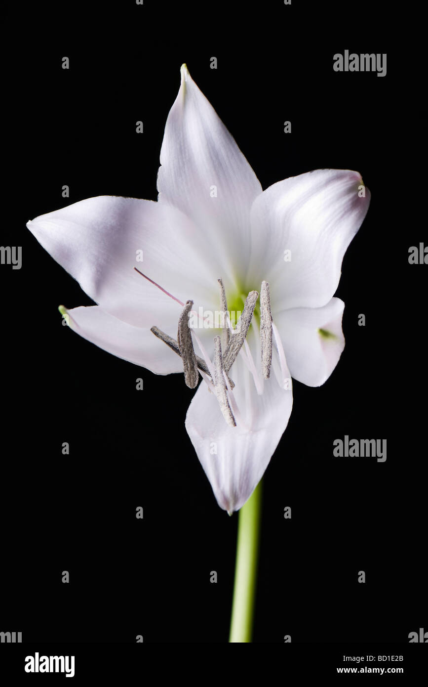 White lily Stock Photo