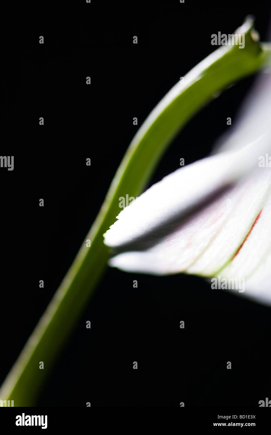 Flower stem, close-up Stock Photo