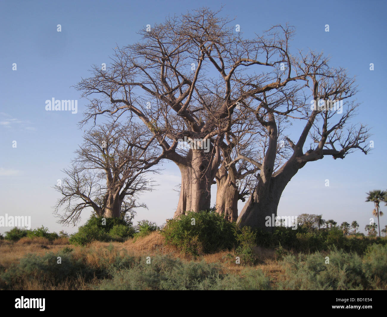 BAOBAB  trees (Adansonia digitata) on the coast of Senegal near the northern limit of its range Stock Photo