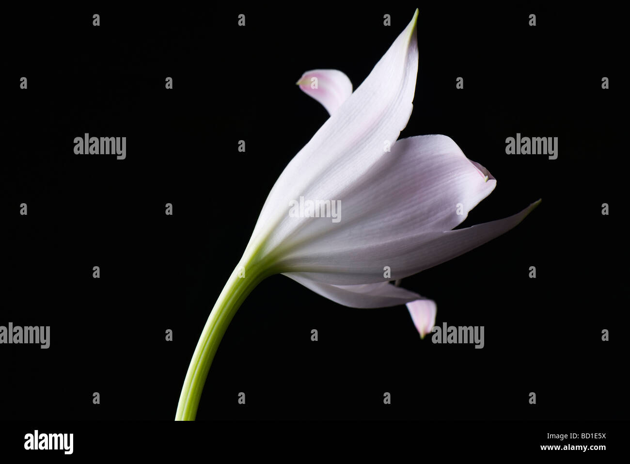 White lily, close-up Stock Photo