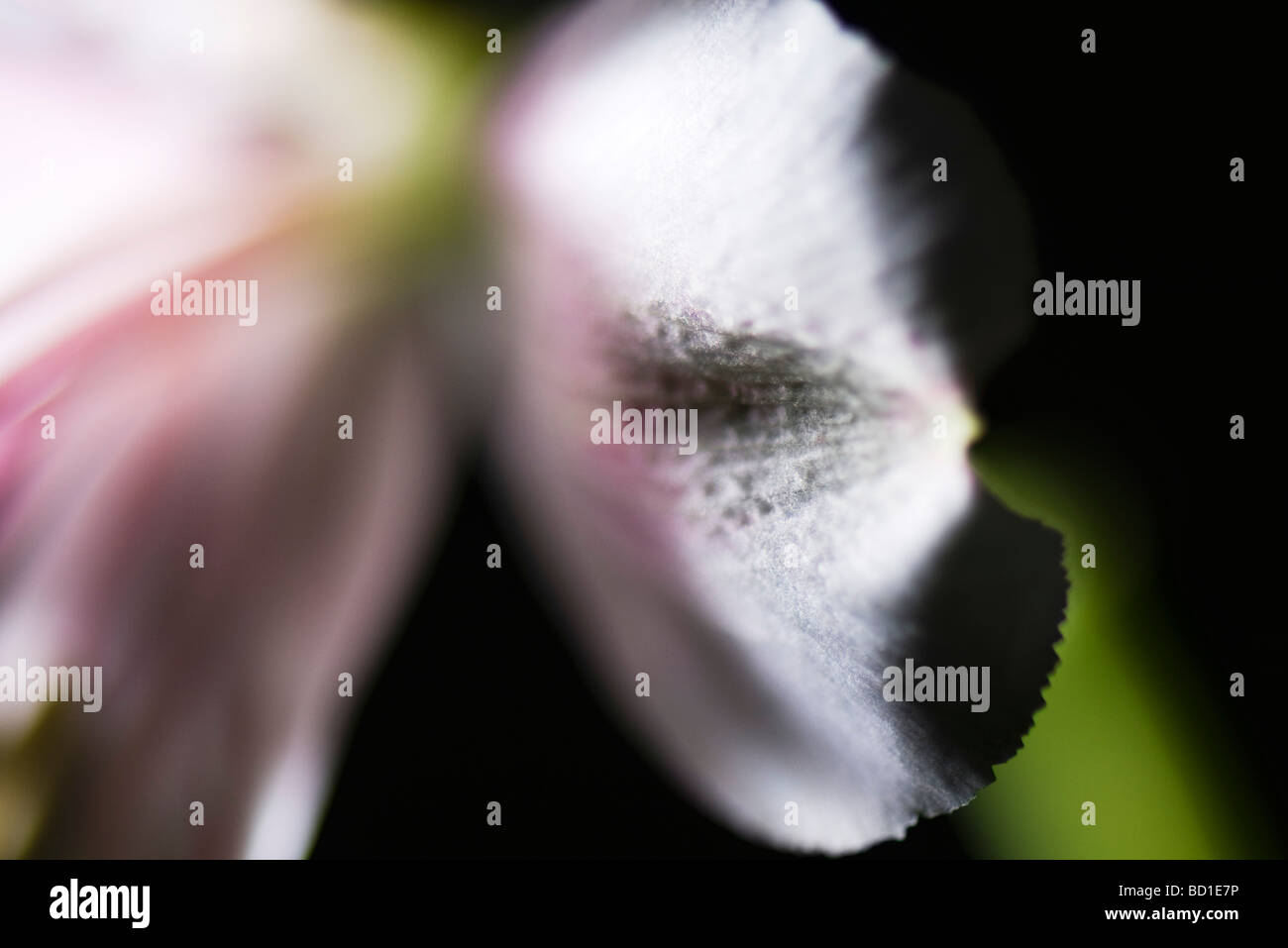 Flower petal, closeup Stock Photo Alamy