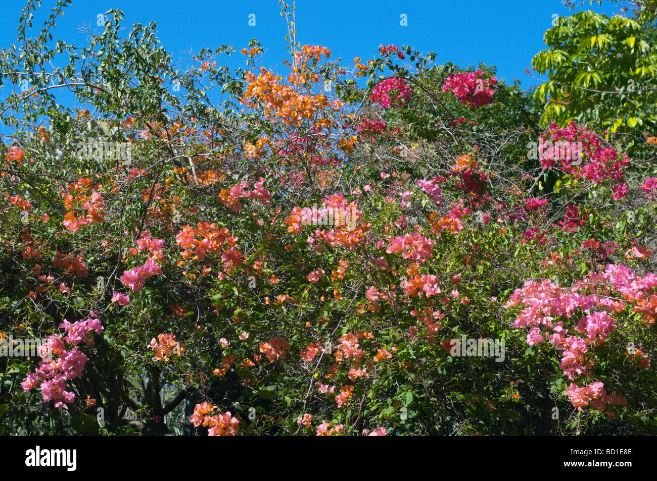 Multicoloured bougainvillea Stock Photo