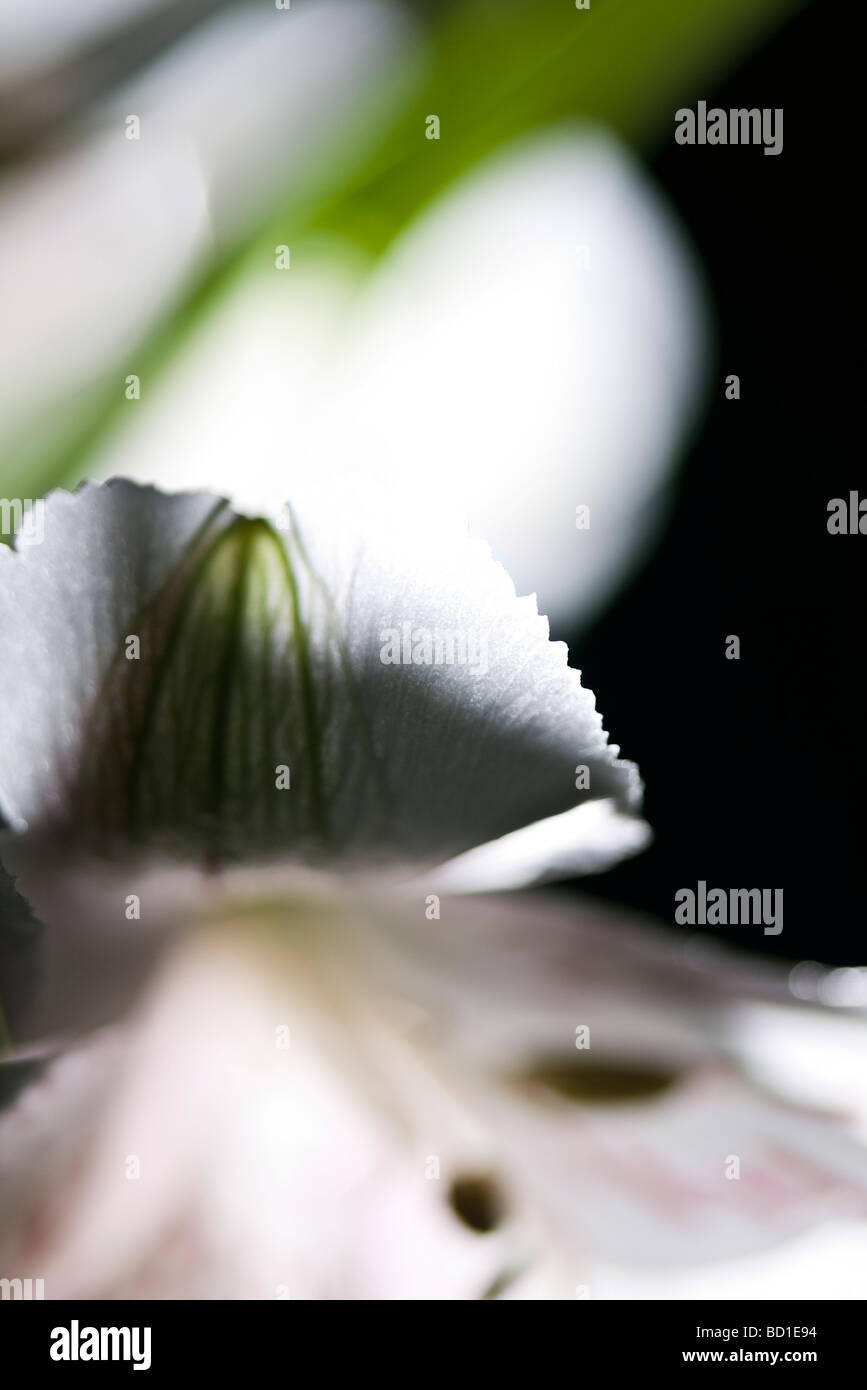 Flower petal, close-up Stock Photo