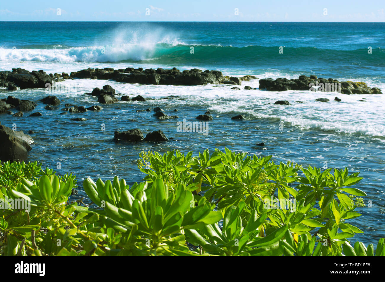 Beach naupaka and surf Poipu Kauai HI Stock Photo