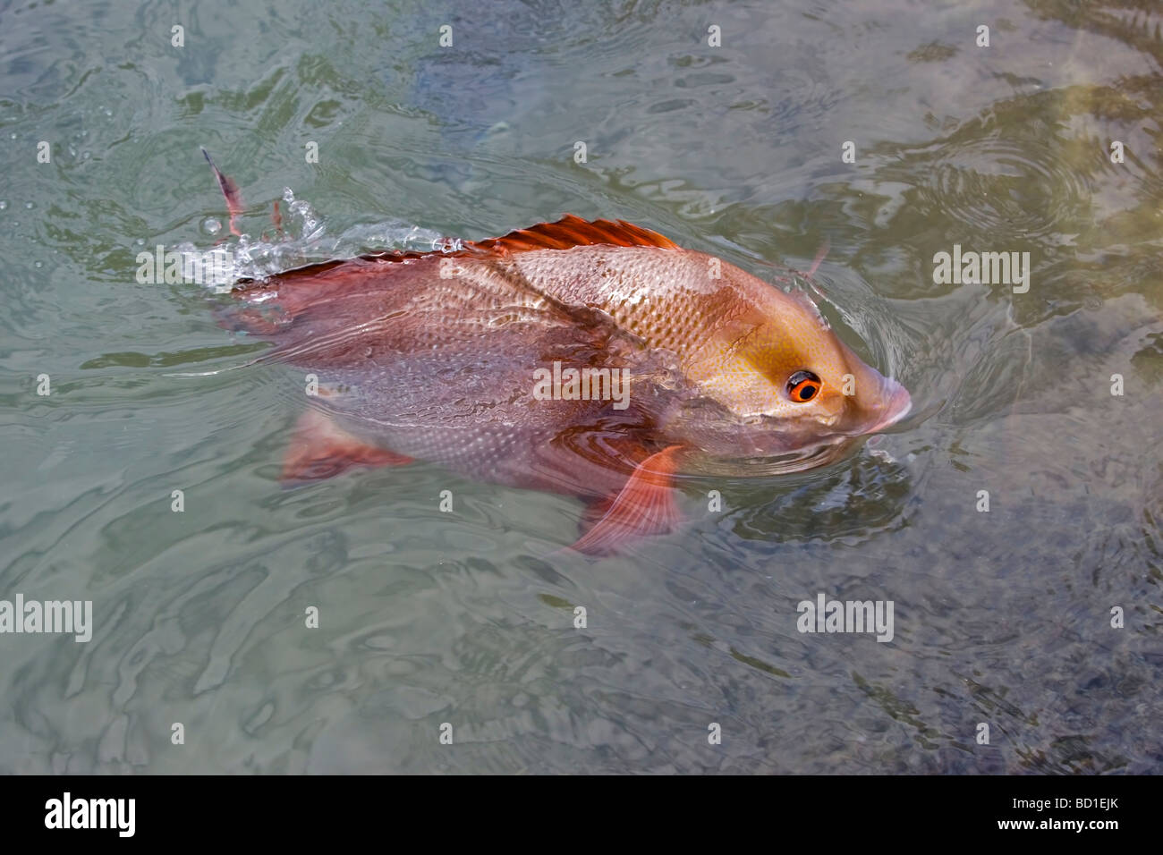 Mangrove Jack Red Snapper Lutjanus argentimaculatus fish Stock Photo