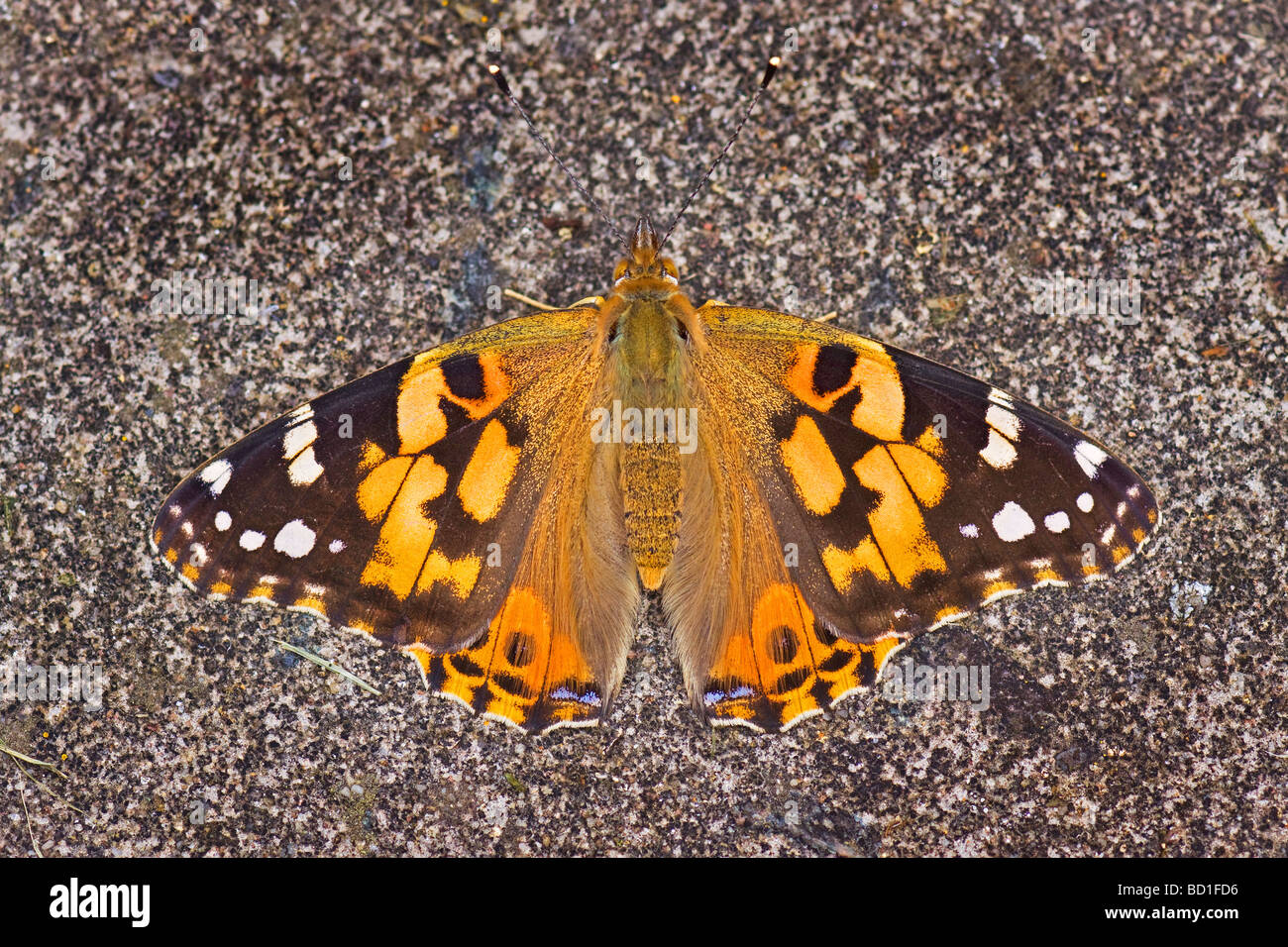 Painted Lady butterfly Vanessa cardui Stock Photo