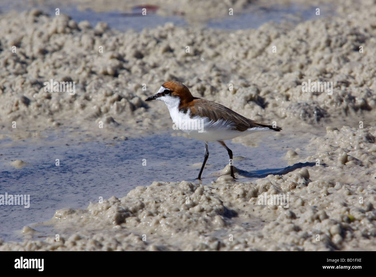 Red-capped Plover Dotterel Charadrius ruficapillus Stock Photo