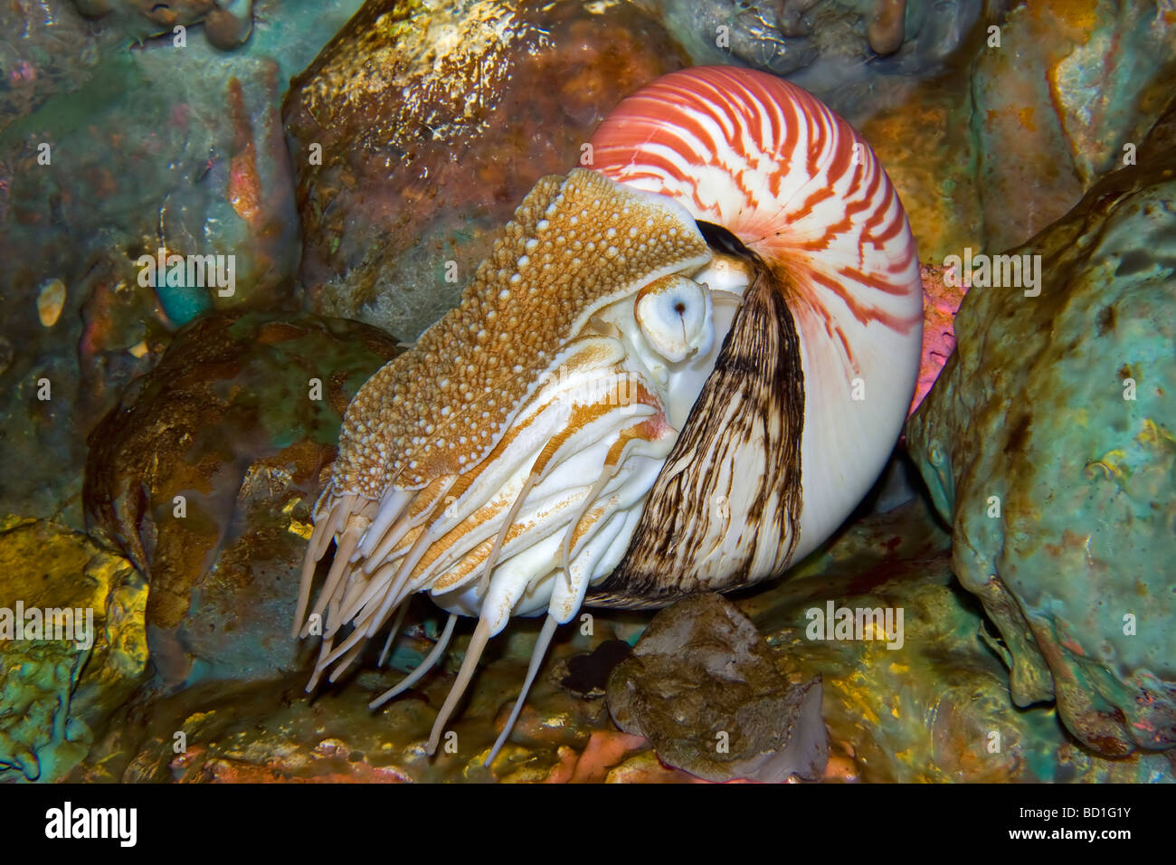 Chambered Nautilus Nautilus pompilius Stock Photo