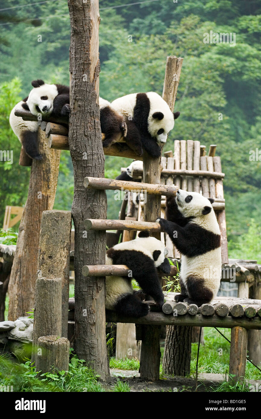 Giant panda China Stock Photo