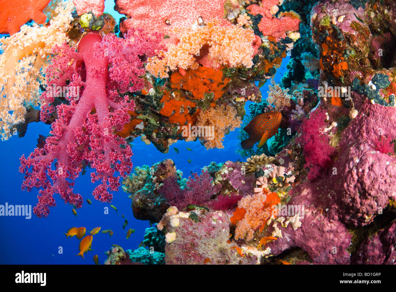 Colorful coral reef scene with purple soft corals and various tropical fish. Safaga, Red Sea Stock Photo