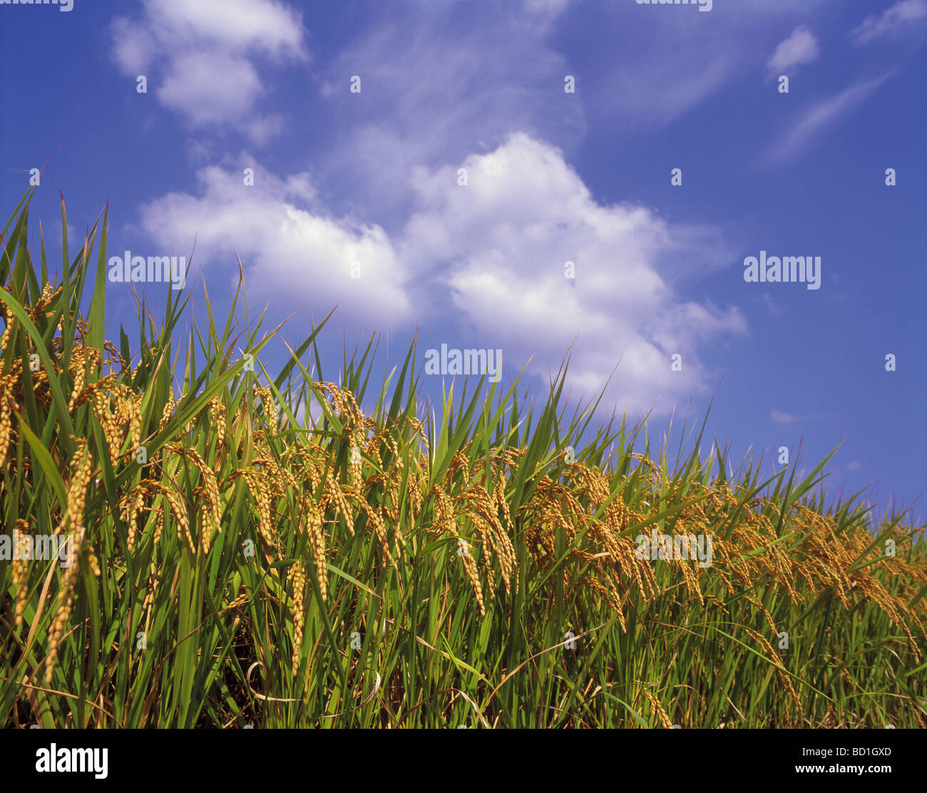 Rice plants under blue sky Stock Photo - Alamy