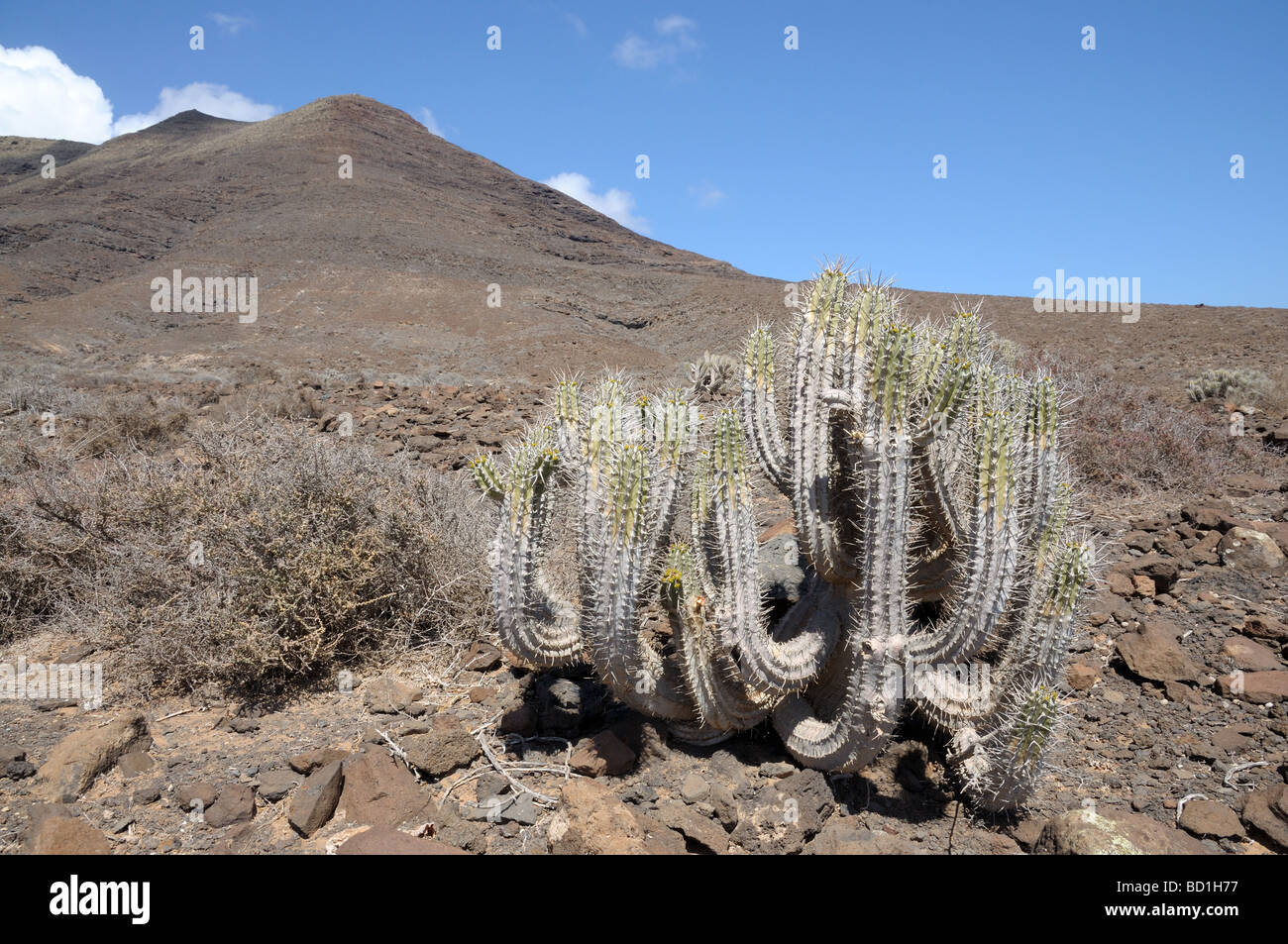 Cactus on Canary Island Fuerteventura, Spain Stock Photo