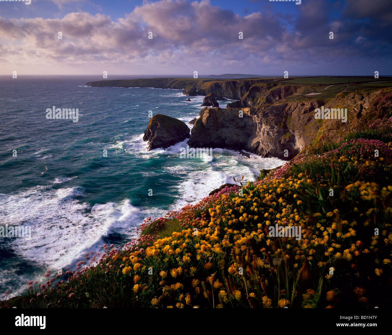 Spring flowers on the Carnewas cliff top overlooking Bedruthan Steps on