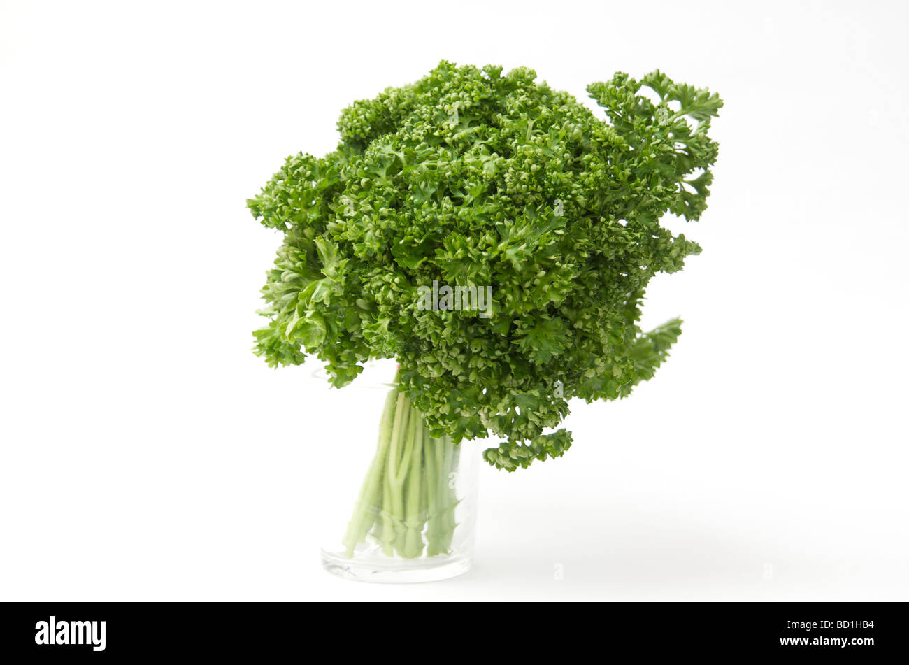 Parsley Stock Photo