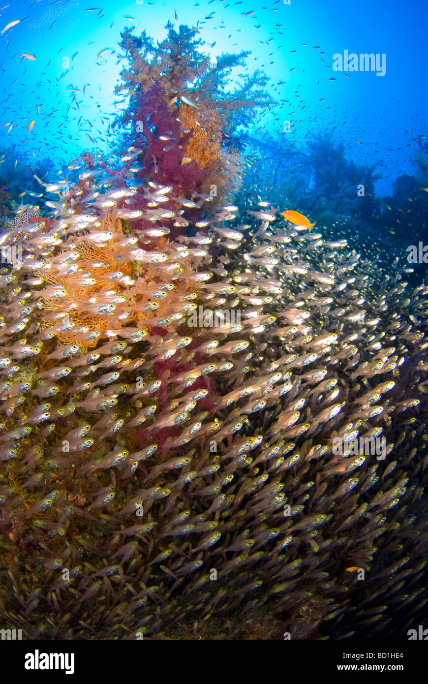 Glass fish schooling around rich colorful soft corals. Safaga, Red Sea Stock Photo Alamy