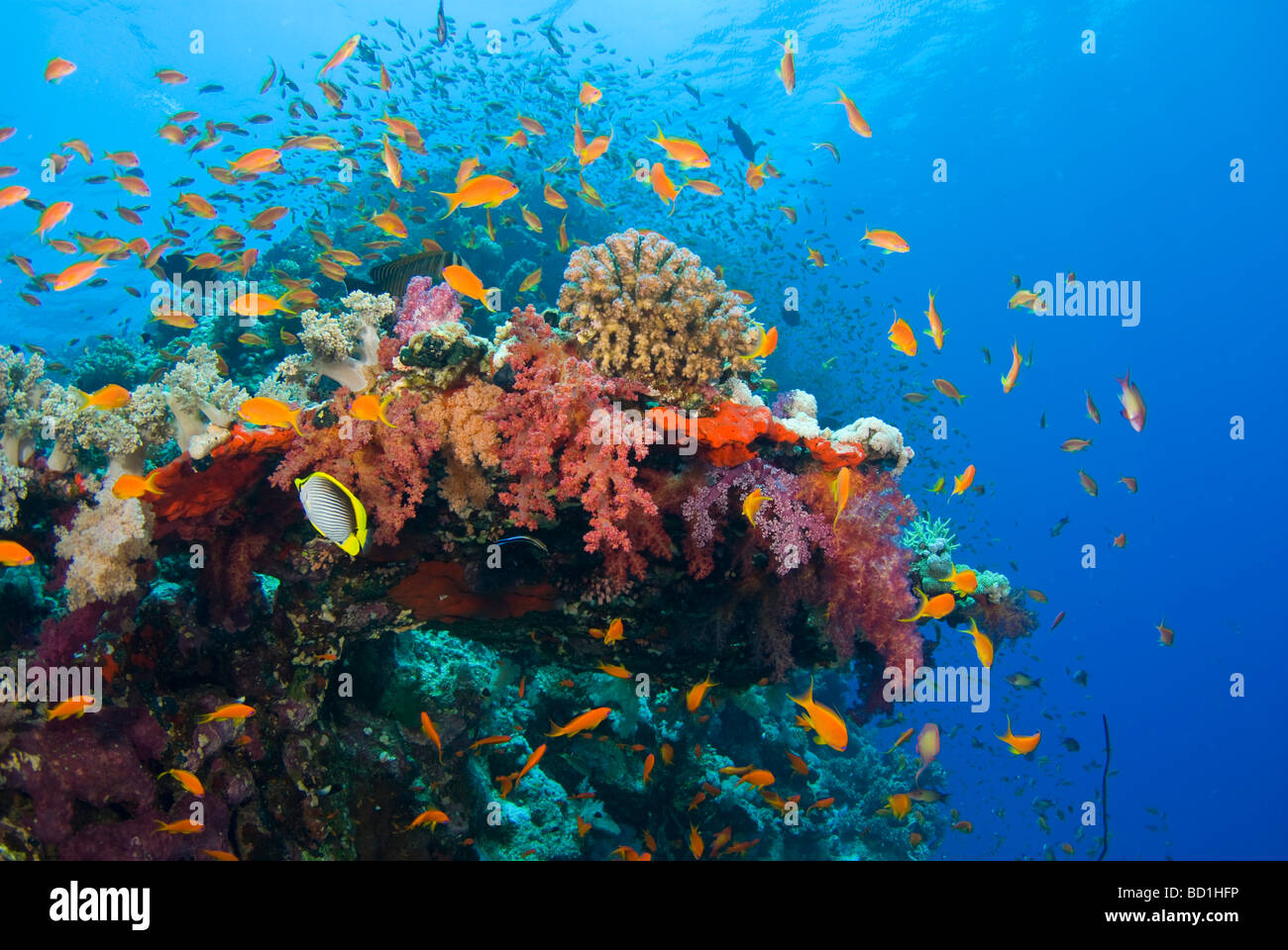 Colorful coral reef scene with purple soft corals and anthias. Safaga, Red Sea Stock Photo