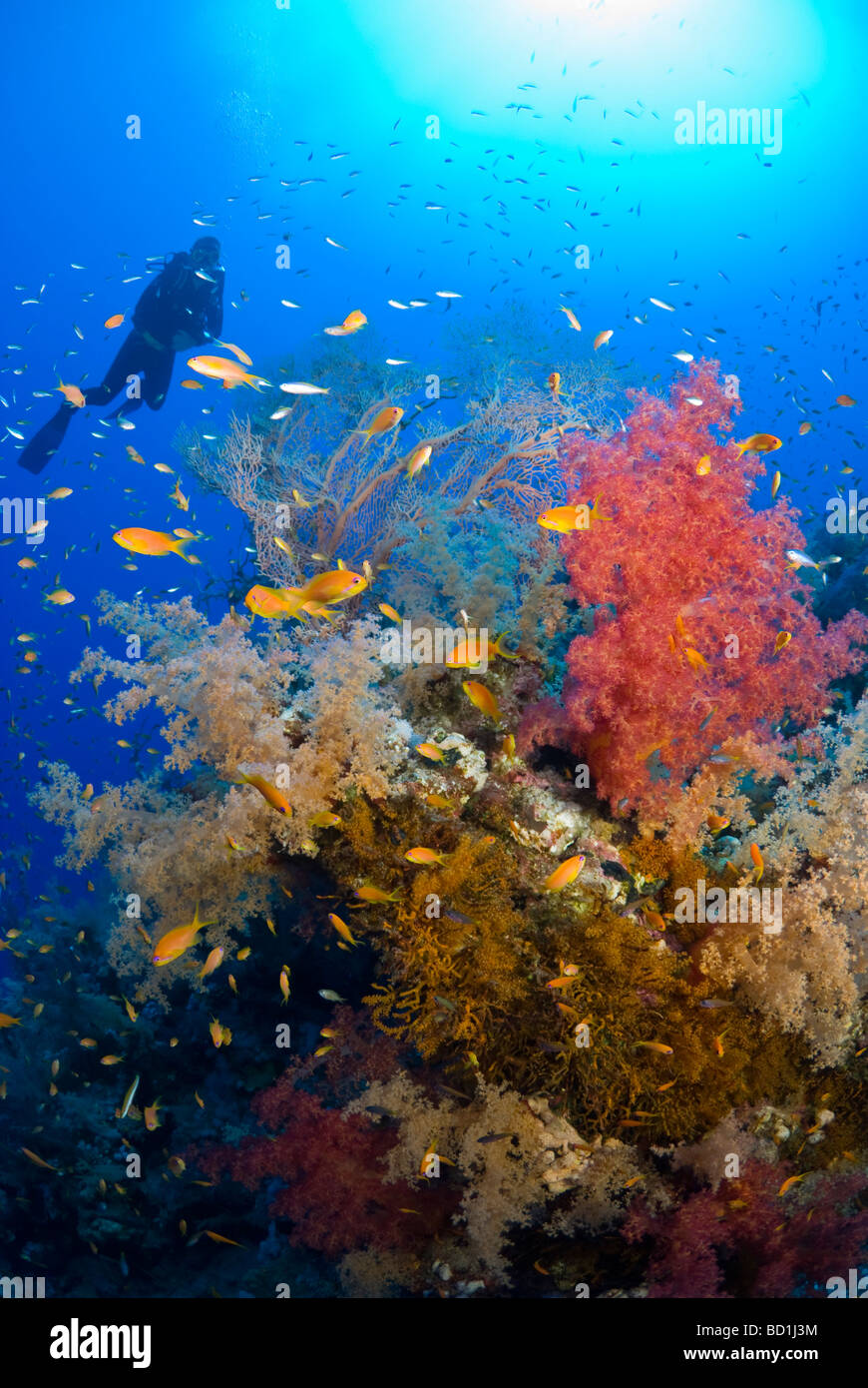 Tropical reef fish underwater sea Cut Out Stock Images & Pictures - Alamy