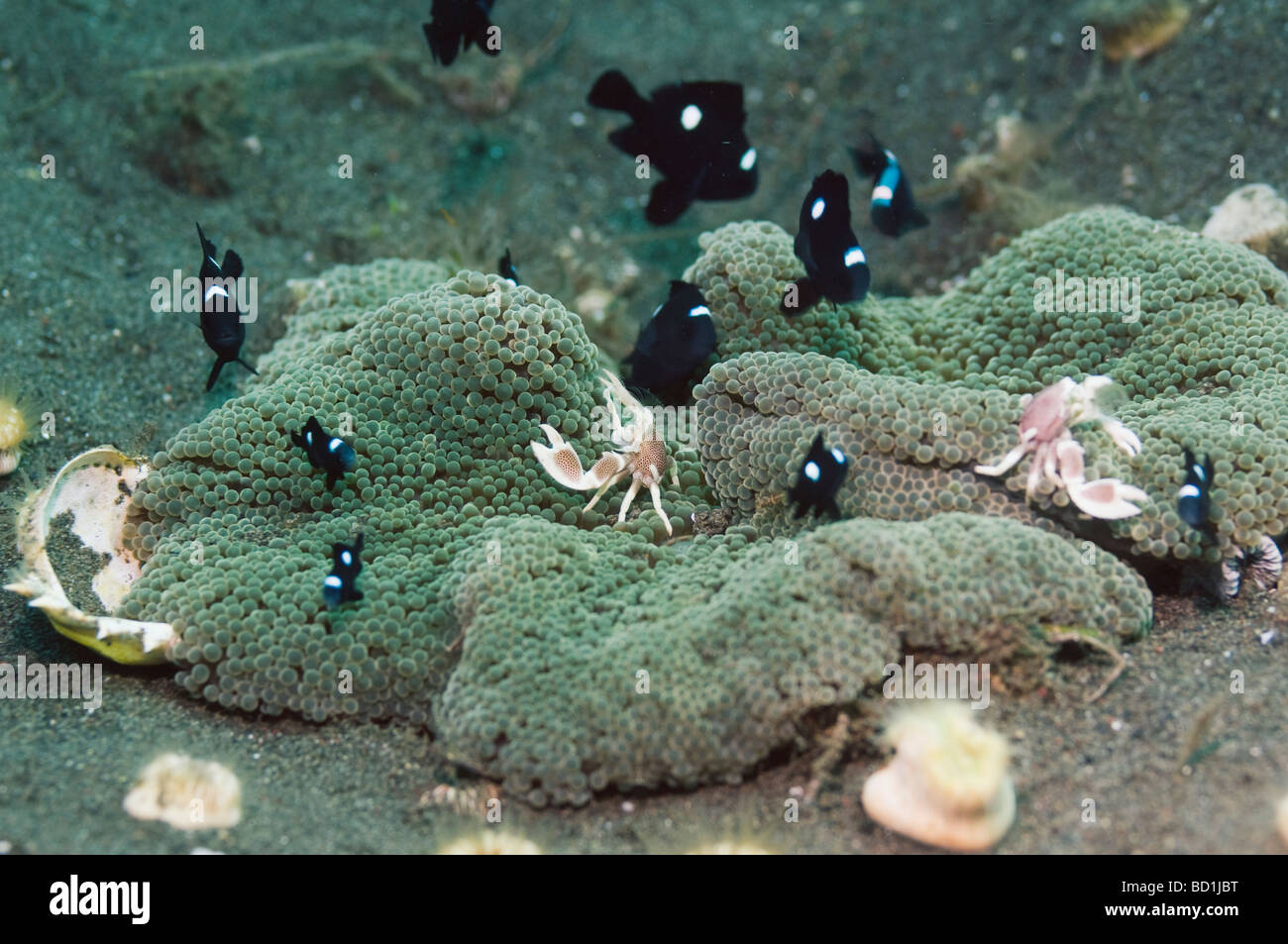 Spotted porcelain crab Neopetrolisthes maculata pair in lives in the shelter of a sea anemone Bali Indonesia Stock Photo