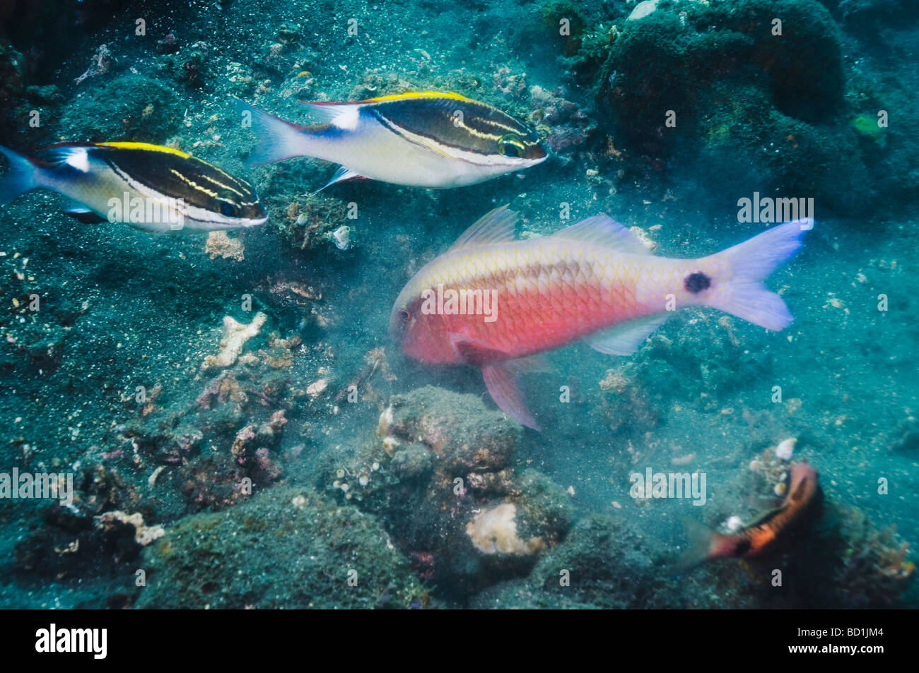 Dash and dot goatfish Parupeneus barberinus grubbing in the sand for prey.  Bali Indonesia Indo Pacific Stock Photo