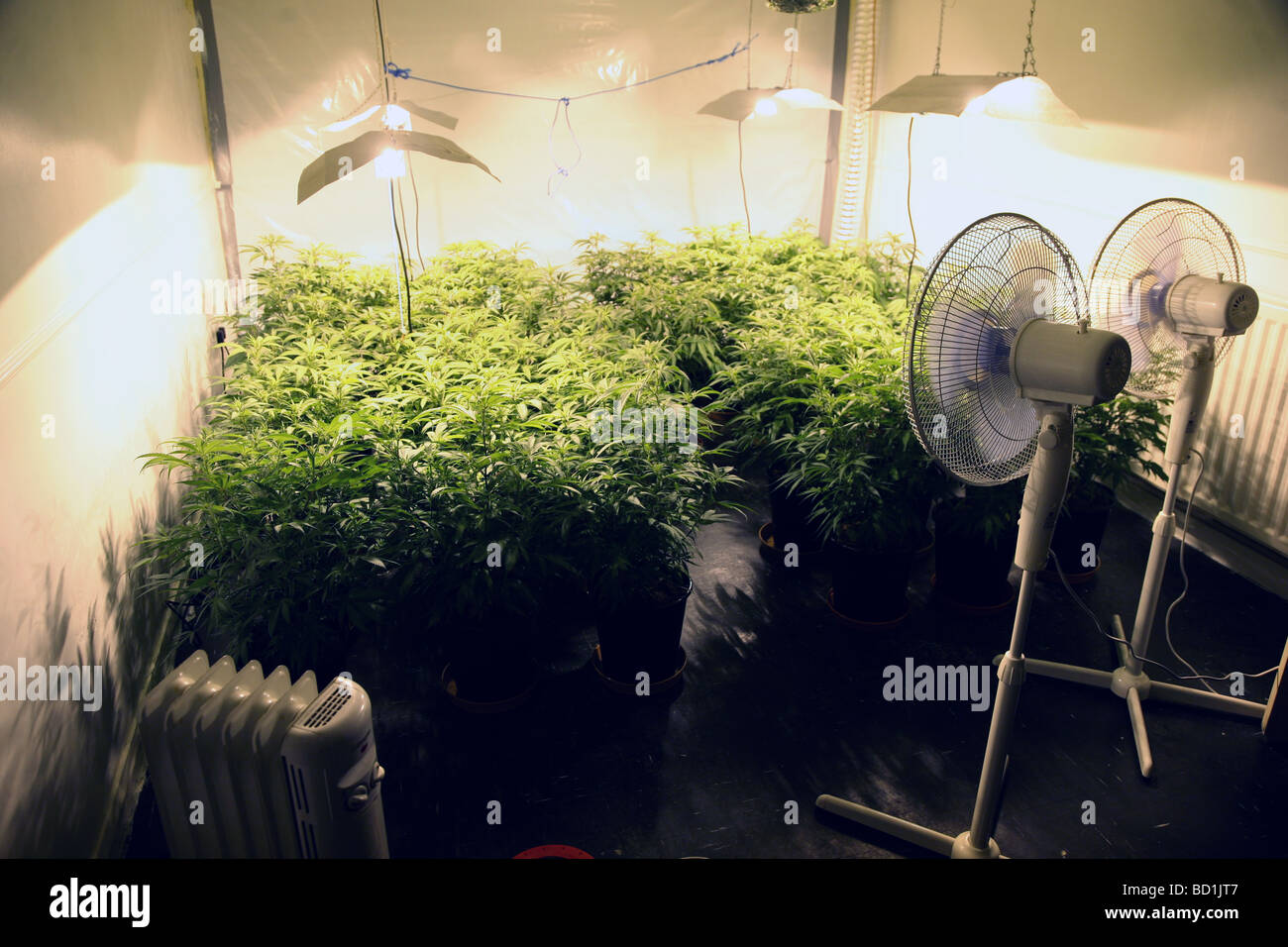 A cannabis farm in a flat, North East England Stock Photo