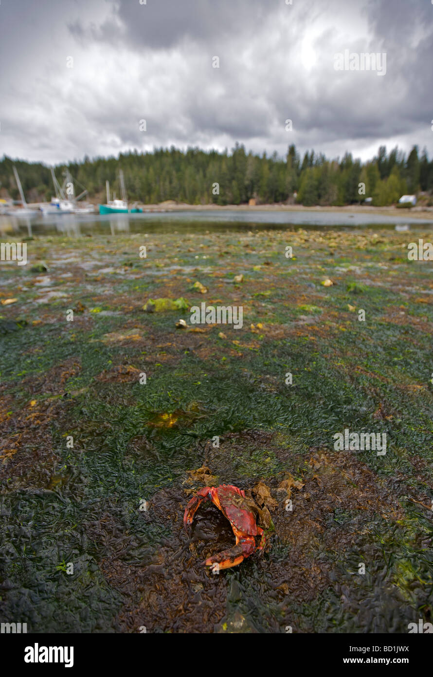 Crab in the tidal-zone in Whaletown Cortes Island, British Columbia Canada Stock Photo