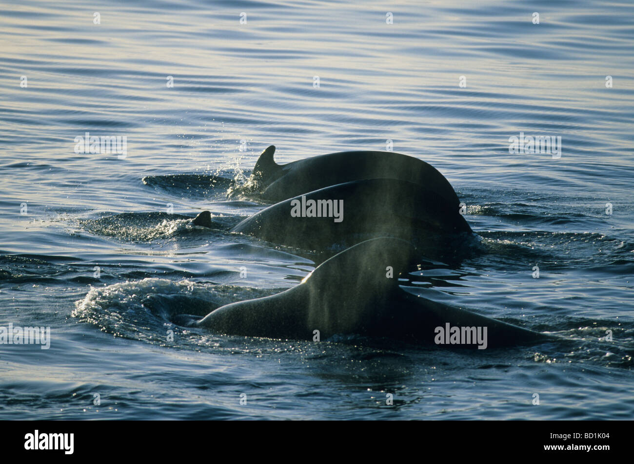 Short-finned Pilot Whales (Globicephalus macrohynchus) Sea of Cortez, Baja California, Mexico Stock Photo