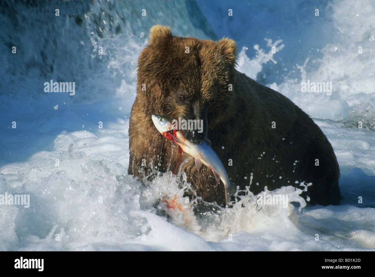 Brown Bear Ursus Arctos Fishing For Salmon July Brooks River brown-bear-ursus-arctos-fishing-for-salmon-july-brooks-river