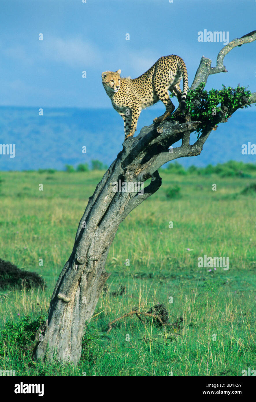 Cheetah (Acinonyx jubatus) Young cheetah in tree looking for prey, Masai Mara Reserve, Kenya Stock Photo