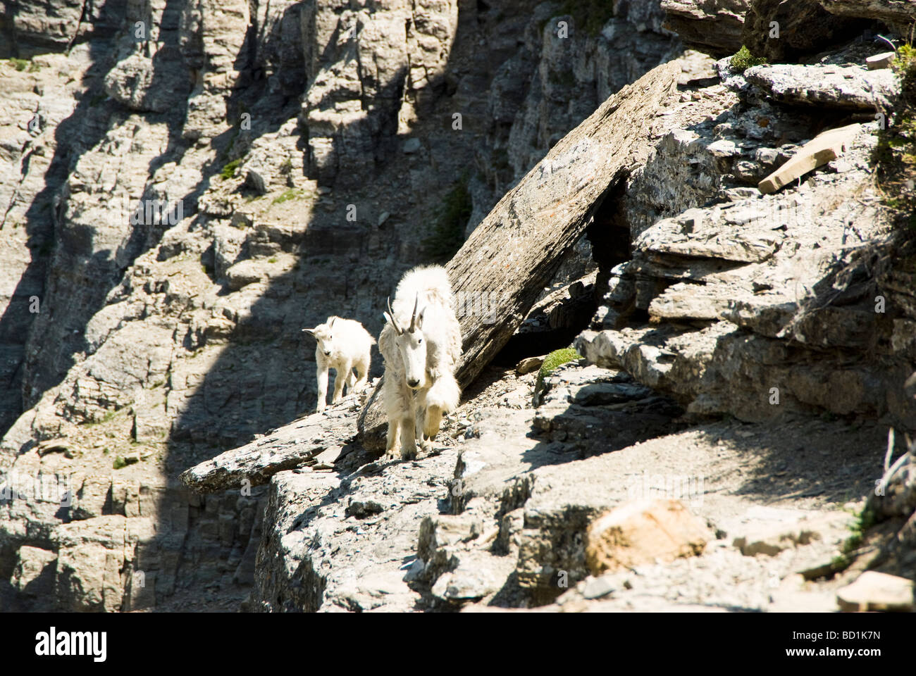 Nanny Mountain Goat and Kid along Highline Trail in Glacier National ...