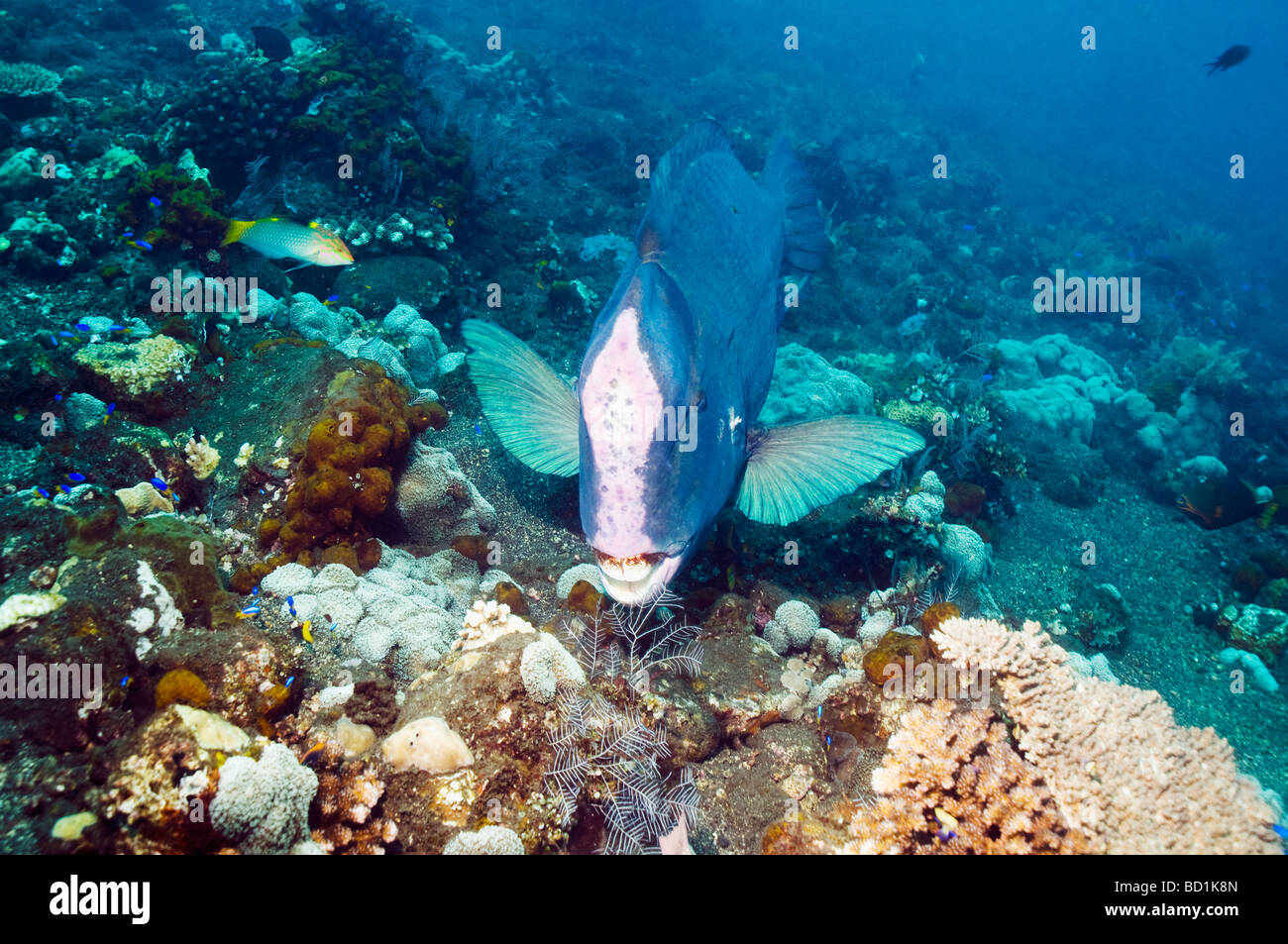 Bumphead parrotfish Bolbometopon muricatum over a coral reef on black lava sand Bali Indonesia Stock Photo