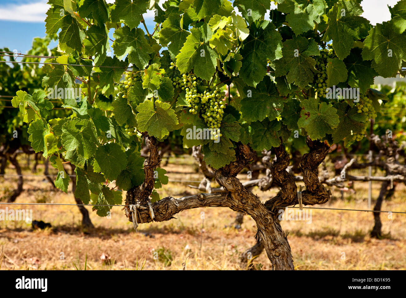 Grapes on the vine near Gordes, Provence France Stock Photo