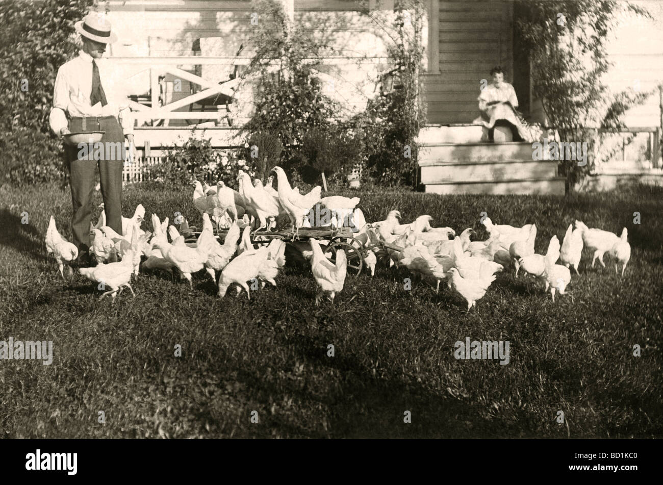 Man Feeding Flock of White Chickens Stock Photo