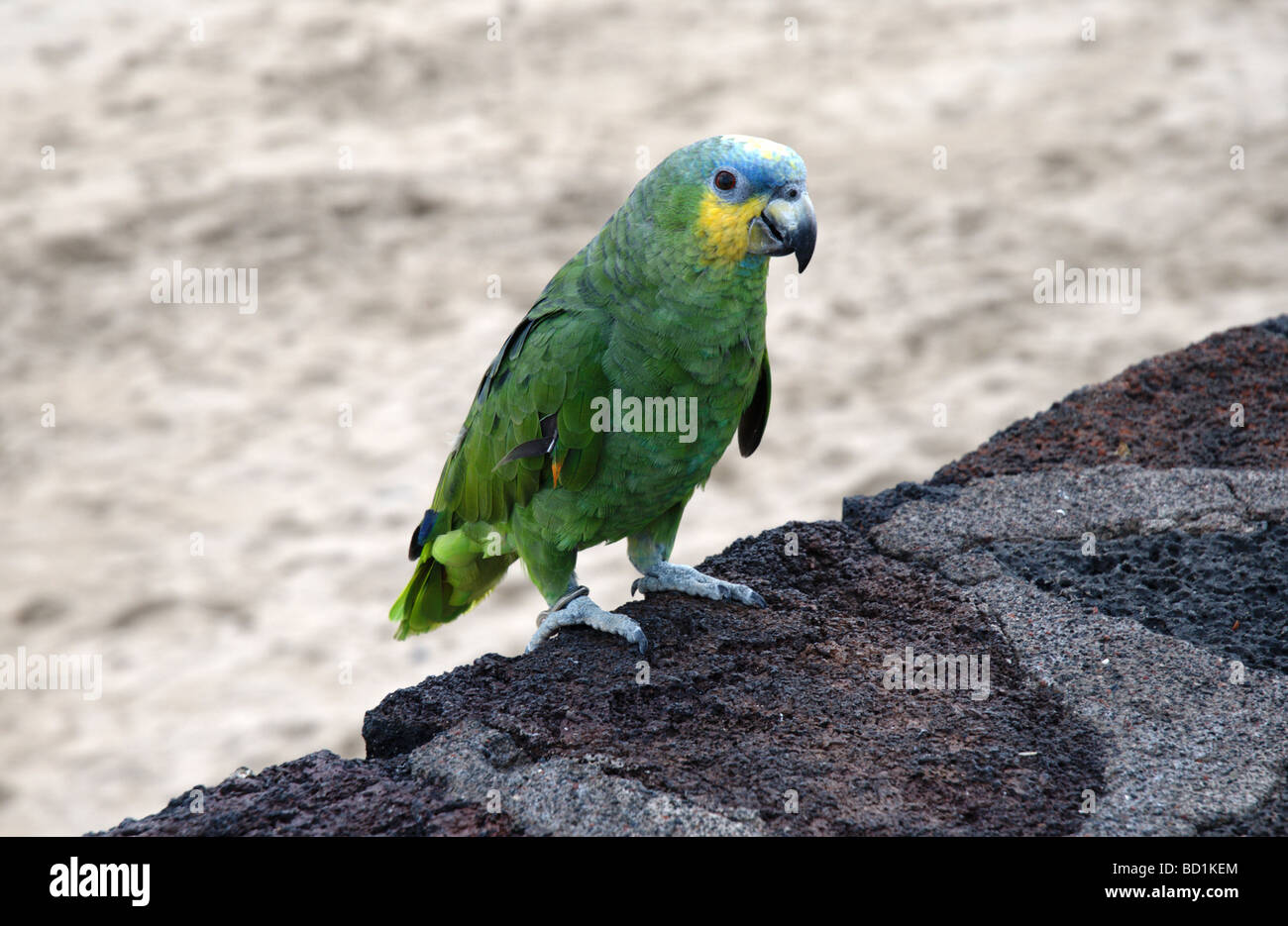 Green parrot sat on a wall Stock Photo
