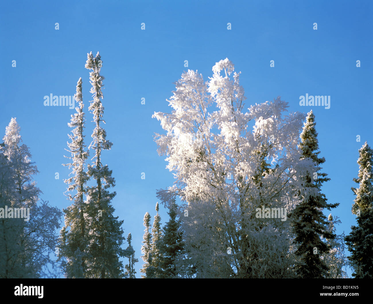 Frosted Trees in Winter Setting in Liard River Hot Springs Provincial Park in Northern British Columbia Canada Stock Photo