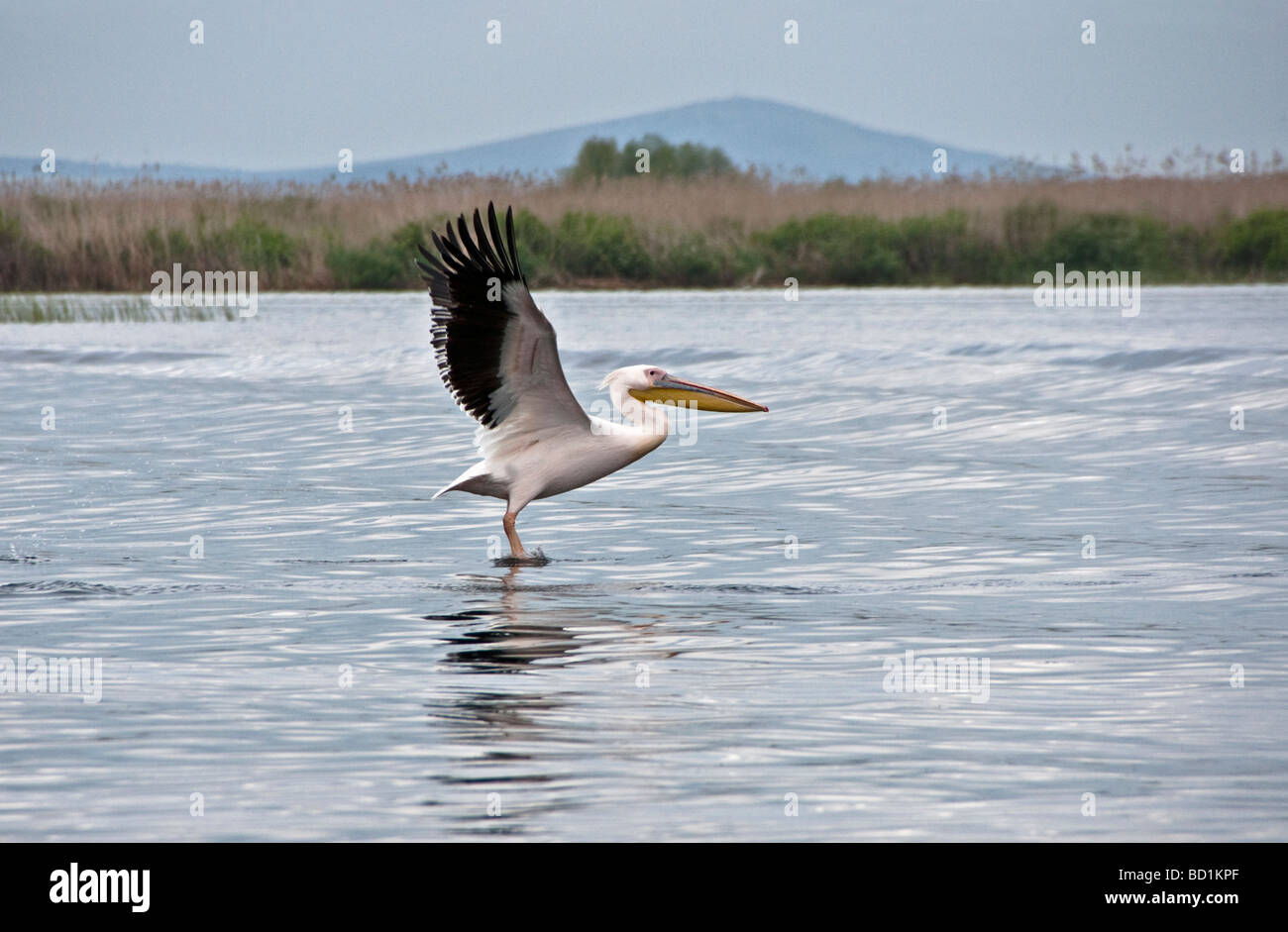 Great White Pelican taking flight in Romania's Danube Delta Stock Photo
