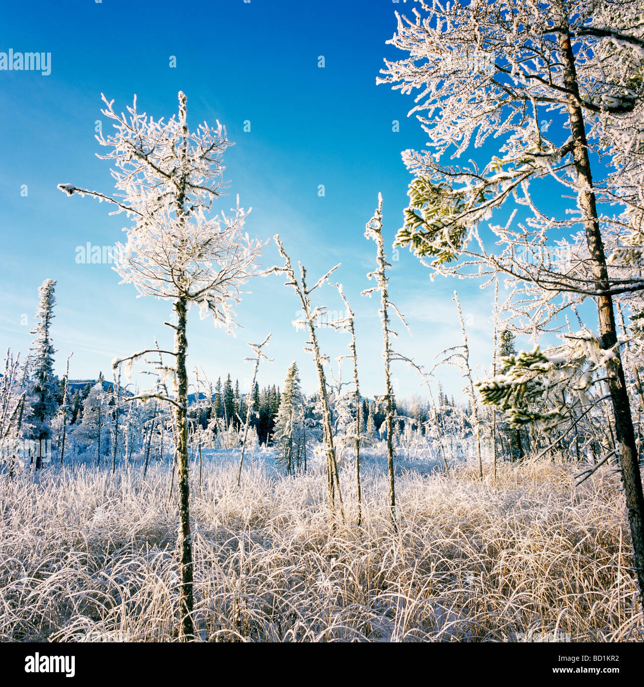 Winter Setting of Frosted Trees in a Boreal Marsh in Liard River Hot Springs Provincial Park in Northern British Columbia Canada Stock Photo