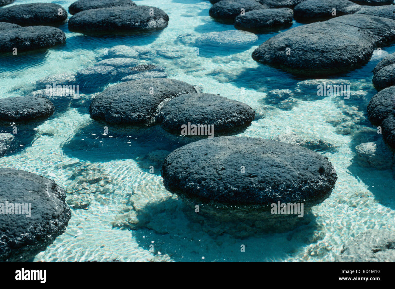 Stromatolites. Hamelin Pool Marine Nature Reserve, Shark Bay, Western
