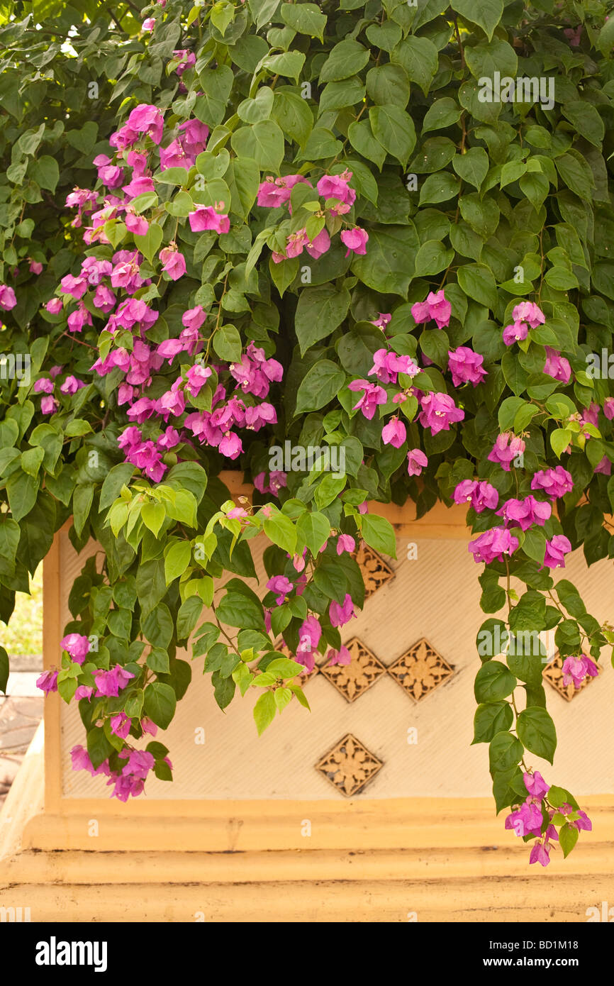 Flora environment hi-res stock photography and images - Alamy