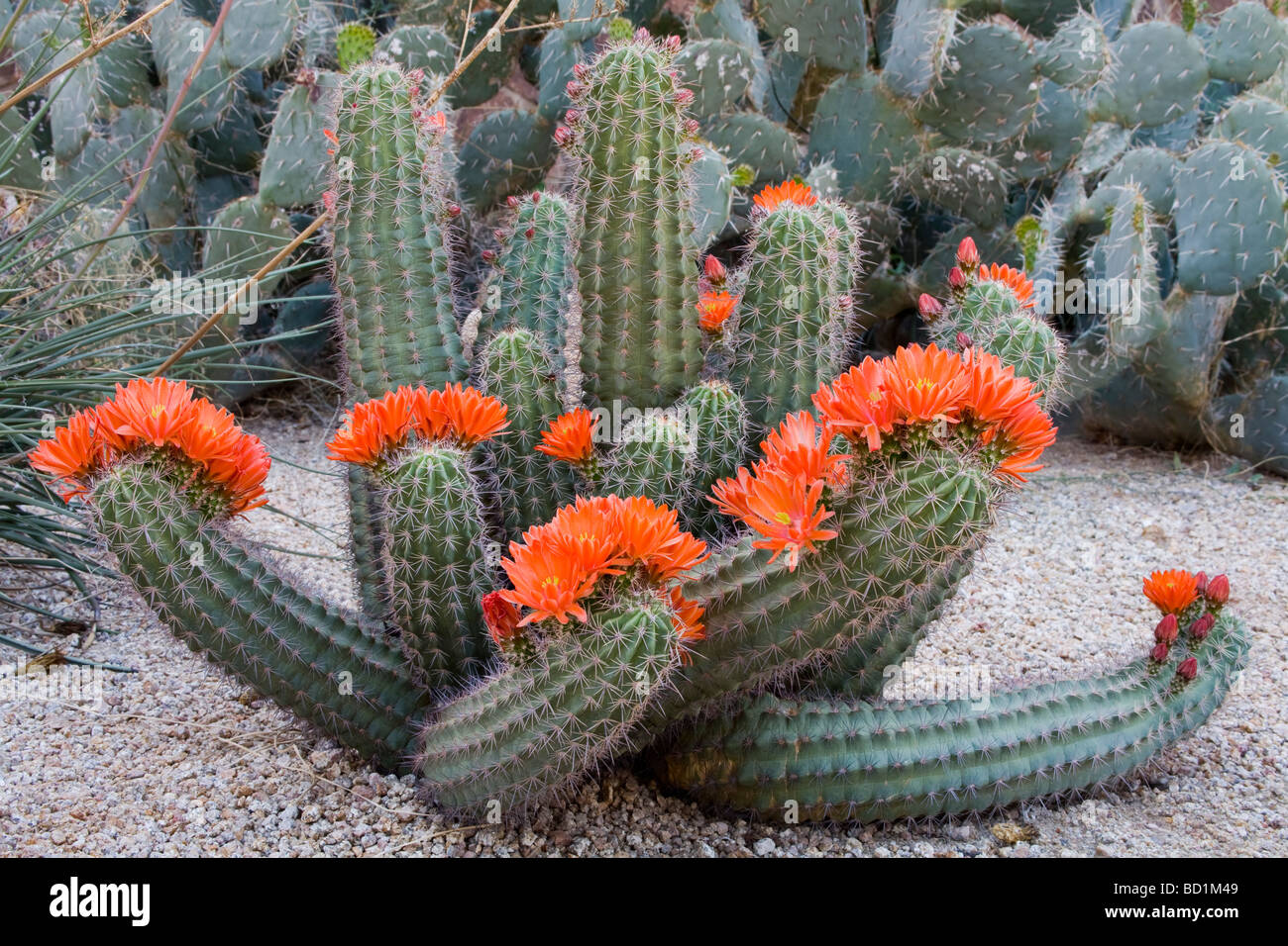 Claret Cup Cactus Desert Botanical Garden Phoenix Arizona Usa