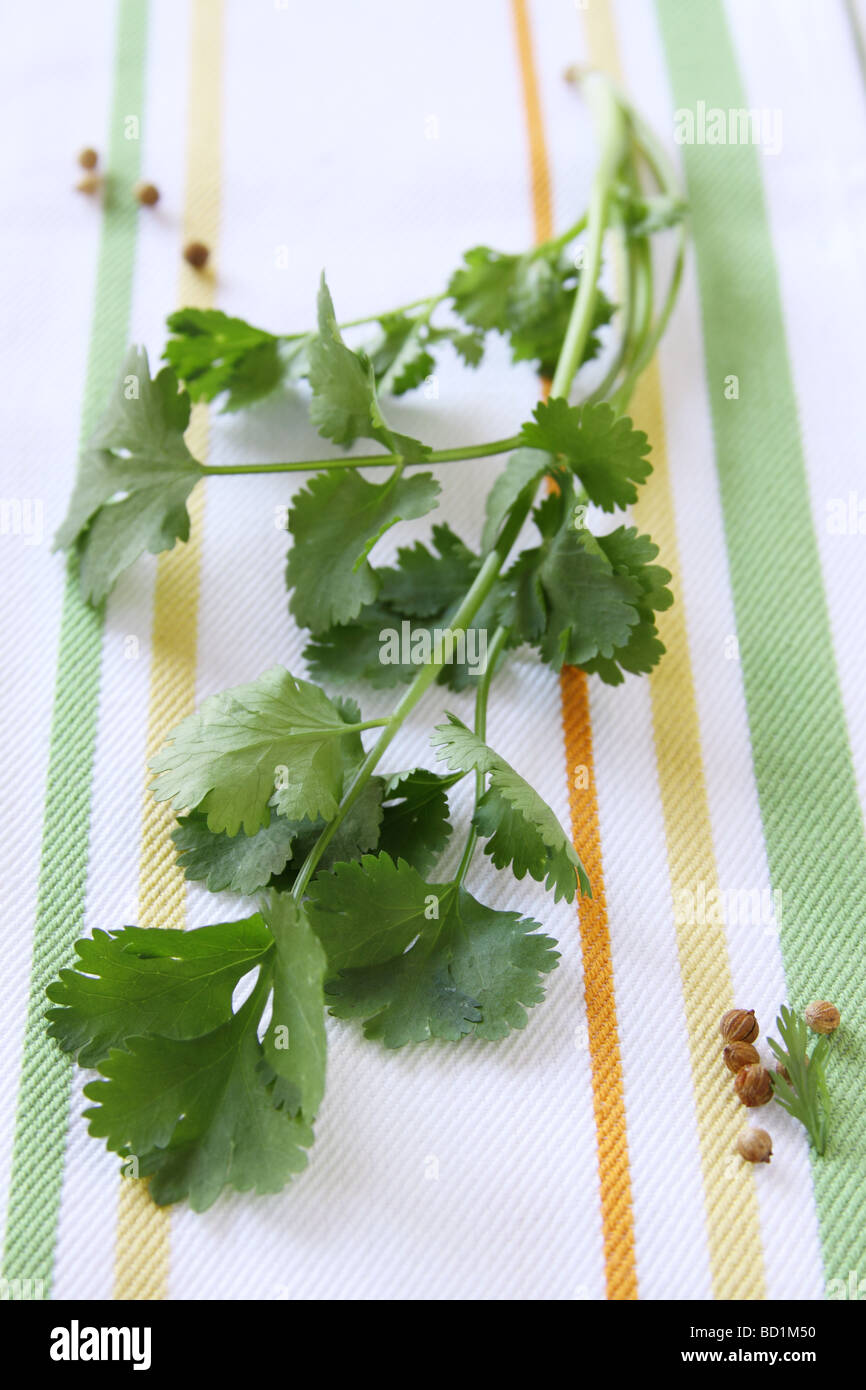 Cilantro leaves and coriander seeds Stock Photo Alamy