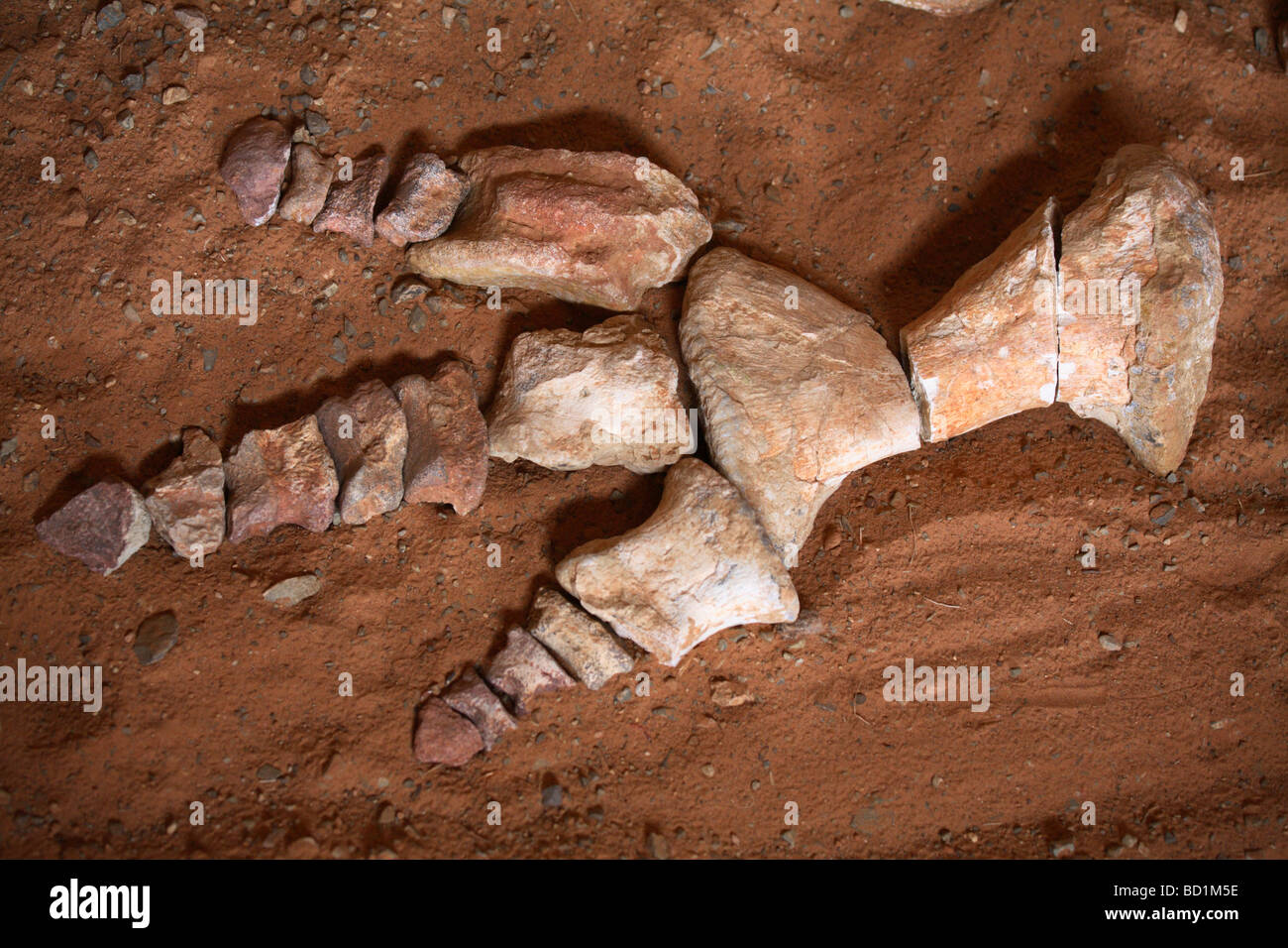 Dinosaur's remains found in the Gobi Desert, Mongolia Stock Photo - Alamy