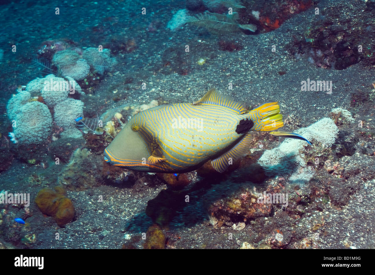 Orangestriped triggerfish Balistapus undulatus Bali Indonesia Indo ...
