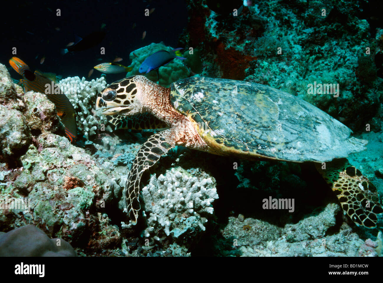 Hawksbill turtle Eretmochelys imbricata feeding on sponge growth on