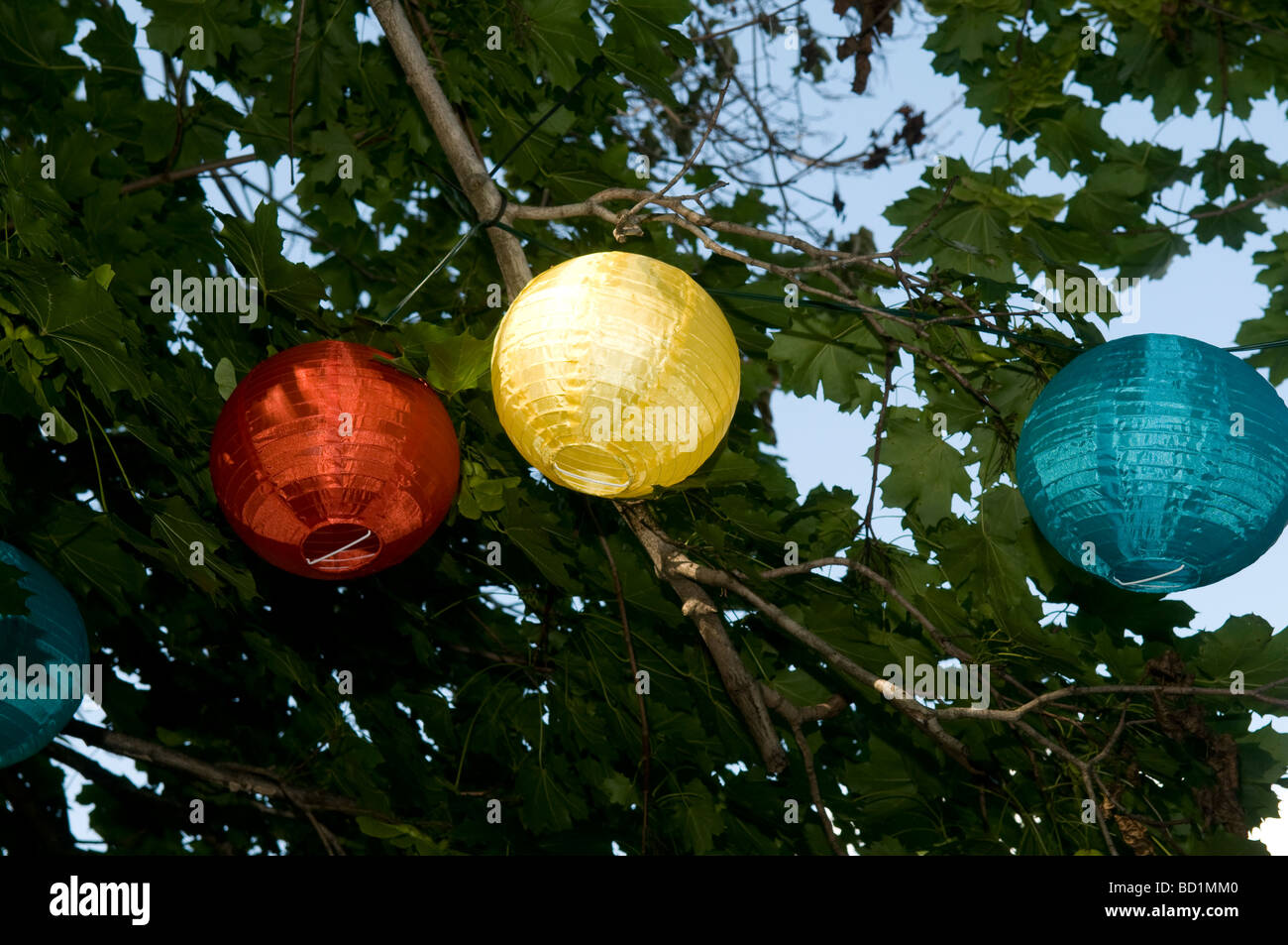Decorative paper lanterns, hanging in a maple tree Stock Photo - Alamy