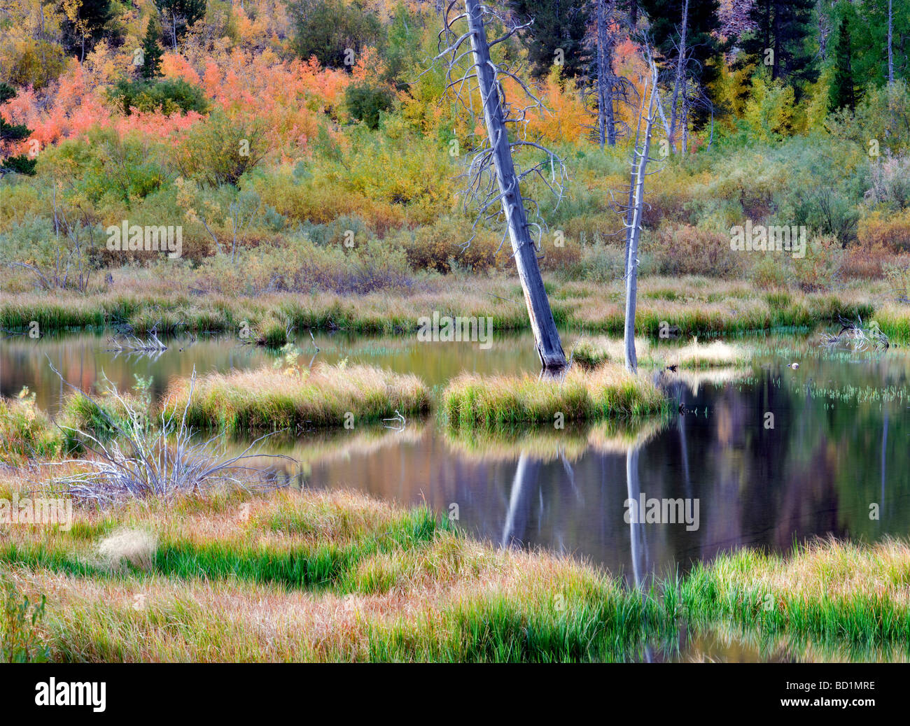 Beaver pond on Mill Creek with fall color Inyo National Forest California Stock Photo