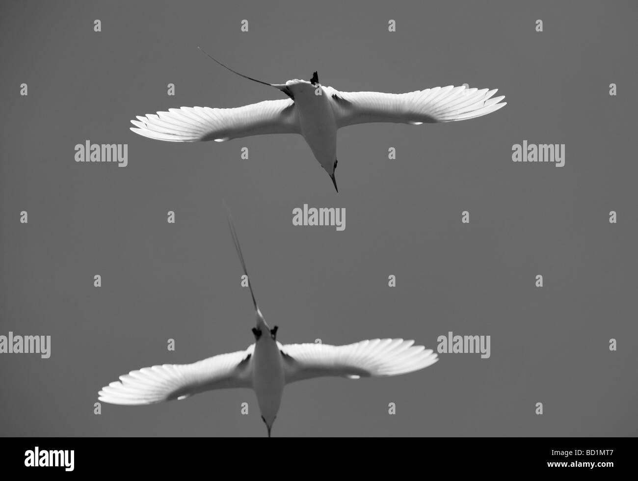 Red tailed Tropic birds Kilauea Point National Wildlife Refuge Kauai Hawaii Stock Photo