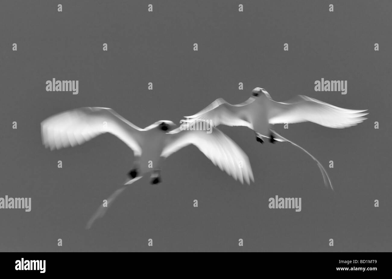 Red tailed Tropic birds Kilauea Point National Wildlife Refuge Kauai Hawaii Stock Photo