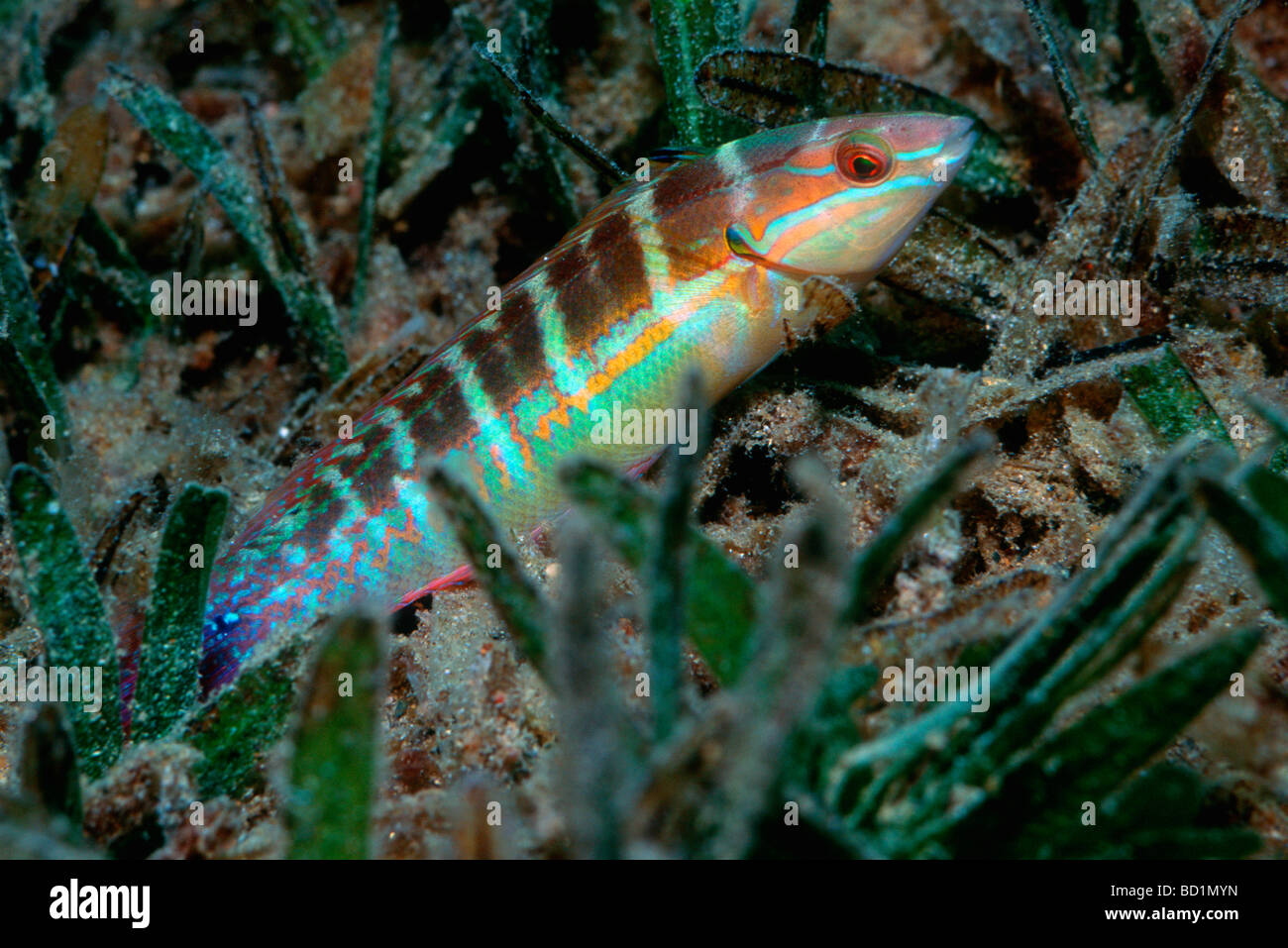 Spottail wrasse Coris caudimacula in seagrass Egypt Red Sea Stock Photo