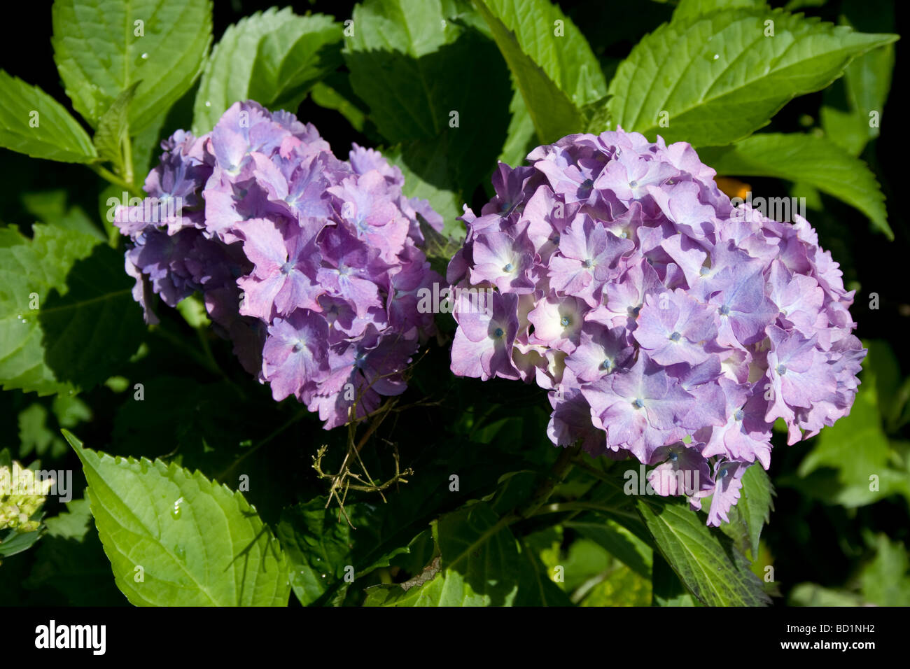 Blue Hydrangea ( Hydrangeaceae Stock Photo - Alamy